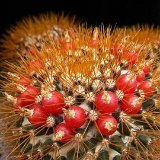 Mammillaria nivosa JL   ÉPUISÉ - OUT of STOCK - AGOTADO